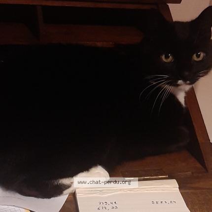 Foto van vermiste kat in Tubize