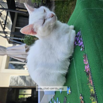 Photo 1/1 mireille Chat lost in Nanterrr