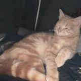 Picture of cat lost at Ivry Sur Seine
