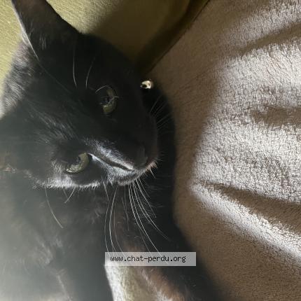 Photo 1/1 Sirius Chat lost in Lambersart