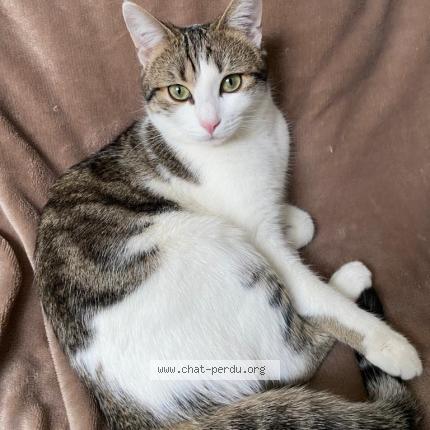 Photo 1/1 Iris Chat lost in Bourges