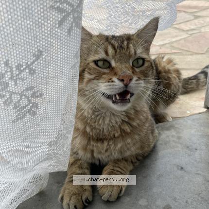 Photo 1/1 Yoshi Chat lost in La talaudiere