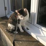 Picture of cat lost at Maille