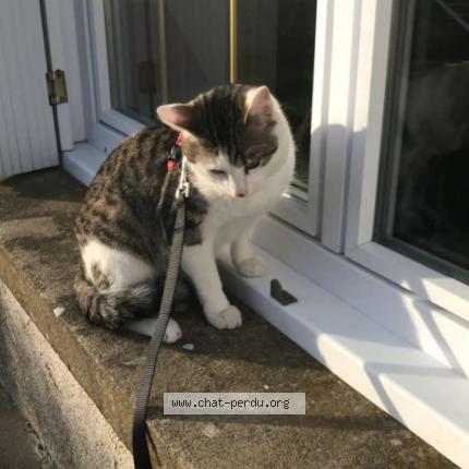 Photo 1/1 Simba Chat lost in Maille