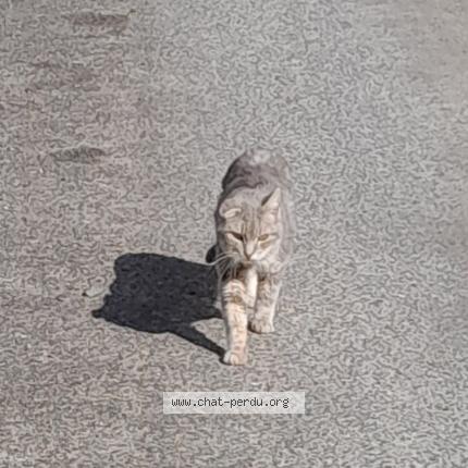 Photo 1/1 Brigand Chat lost in Artannes sur indre