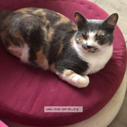 Photo 1/1 H&eacute;cate Chat lost in Arnas