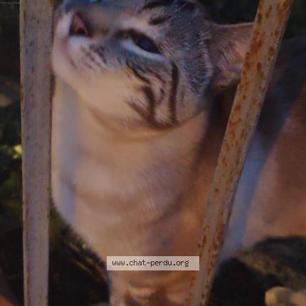 Photo 1/1 Myrio Chat lost in Saint vit