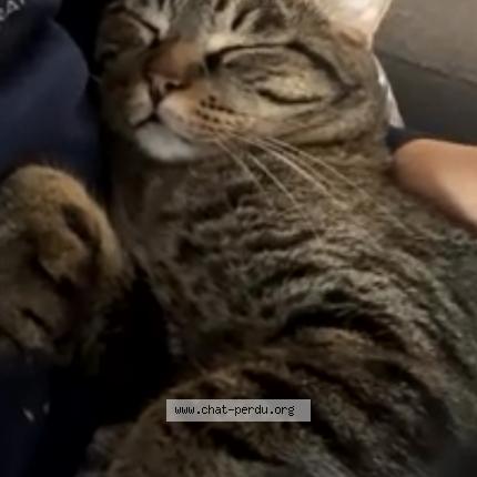 Photo 1/1 Maiki Chat lost in Laval