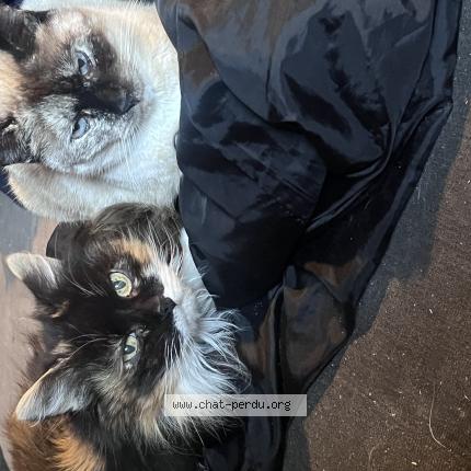 Photo 1/1 Kiki Chat lost in Roquefort