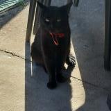 Picture of cat found at 93250