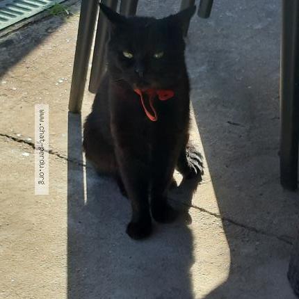 Photo 1/1 Found cat Found in 93250