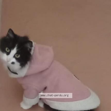 Photo 1/1 Ellie Chat lost in Freyming merlebach