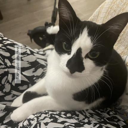 Photo 1/1 Arcachon Chat lost in Roanne