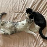 Picture of cat lost at Marignane