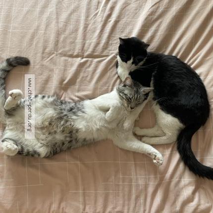 Photo 1/1 Or&eacute;o Chat lost in Marignane