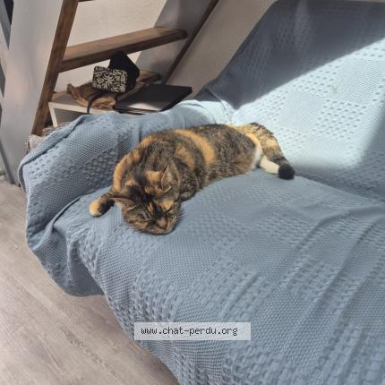 Photo 1/1 Fraise Chat lost in Vaux sur mer