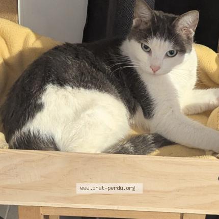 Photo 1/1 Toon Chat lost in Chemy