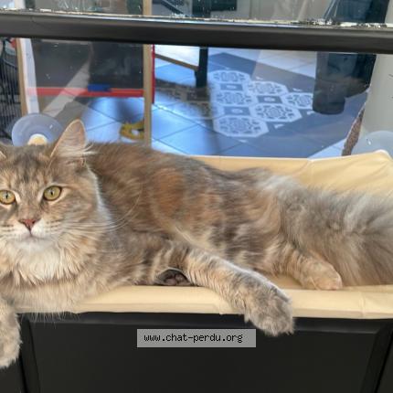 Photo 1/1 Vecna Chat lost in Lillers