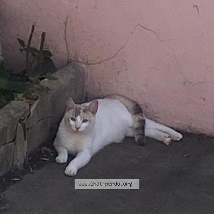 Photo 1/1 Ciri Chat lost in Perignan