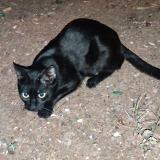 Picture of cat found at Aubagne