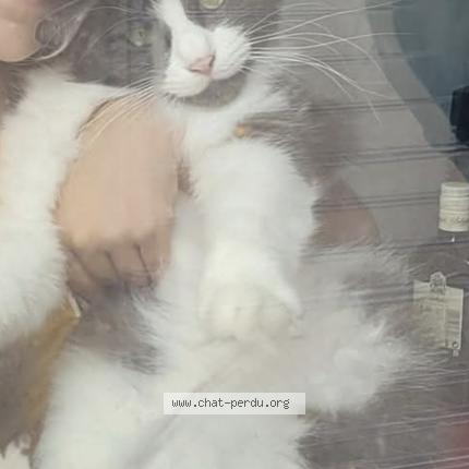 Photo 1/1 Minette Chat lost in Aussillon