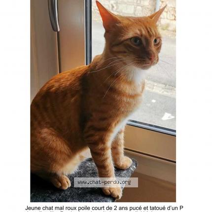 Photo 1/1 Chatran Chat lost in Poitiers