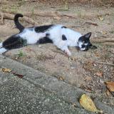 Picture of cat found at Montpellier