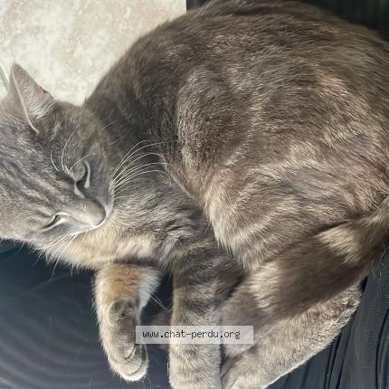 Foto 1/1 Wiedergefundene Katze Gefunden in Bussigny