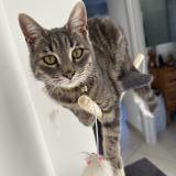 Picture of cat lost at Saint Andre De Roquelongue