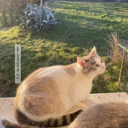 Photo 1/1 Perle Chat lost in Ales