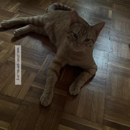 Foto 3/4 Gatto ritrovato Smarrito a Lausanne