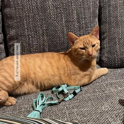 Foto 4/4 Gatto ritrovato Smarrito a Lausanne
