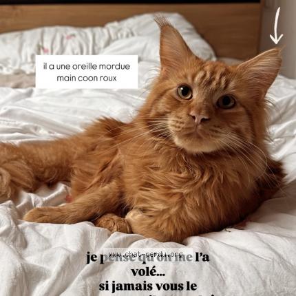 Photo 1/1 Vinci Chat lost in Hayange