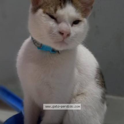 Photo 1/1 Budín Chat lost in La plata villa elvira