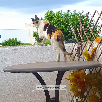 Photo 1/1 Chispa Chat lost in Empuriabrava