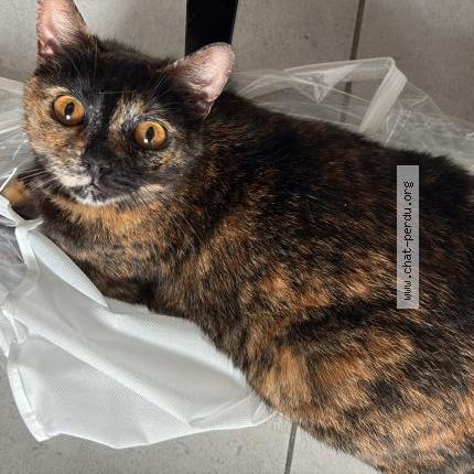 Photo 1/1 Emy Chat lost in Nimes