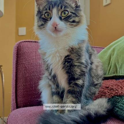 Photo 1/1 Jason Chat lost in Locmaria plouzane