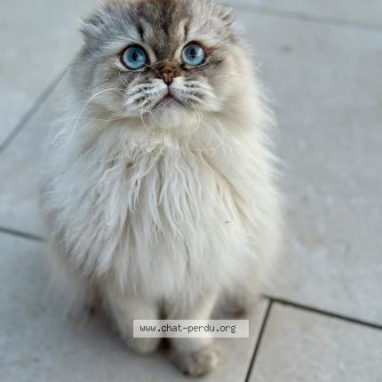 Photo 1/1 Willy Chat lost in Montoy flanville