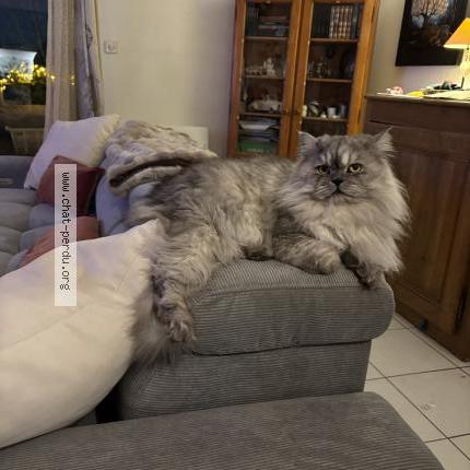 Photo 1/1 THOSHI Chat lost in Toulouse