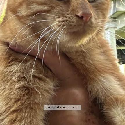 Photo 1/1 Tupac Chat lost in Lausanne