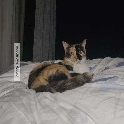 Photo 1/1 Nairobi Chat lost in Saint mars d outille