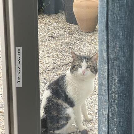 Photo 1/1 Found cat Found in Caen