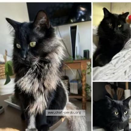 Photo 1/1 Mimine Chat lost in Saint ay