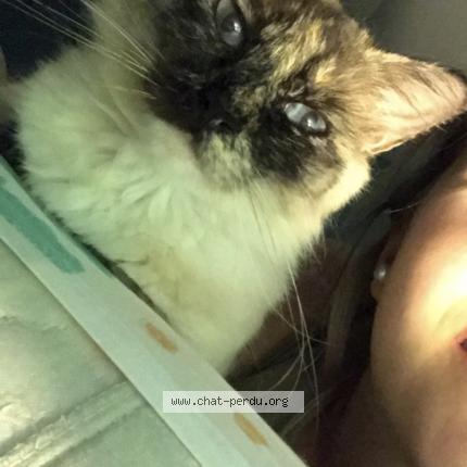 Photo 1/1 Indra Chat lost in Amiens