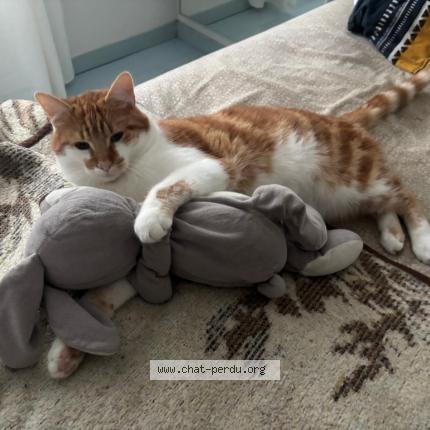 Photo 1/1 Karamel Chat lost in Arcis sur aube