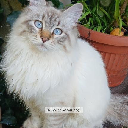 Photo 1/1 Yogi Chat lost in Golfe juan vallauris