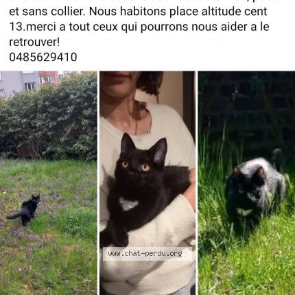 Foto van vermiste kat in Forest Bruxelles
