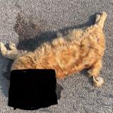 Picture of cat found at Saint Ismier