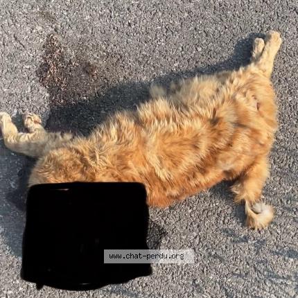 Photo 1/1 Found cat Found in Saint ismier