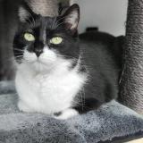 Picture of cat lost at Vottem